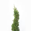 Cipresso Spirale Leylandii Castlewellan Gold H 140/160 cm Vaso Ø 30 cm