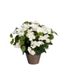 Begonia artificial blanco en maceta alt. 37