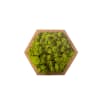 Tableau végétal hexagonal lichen vert 16 x 16 cm