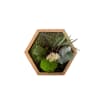 Tableau végétal nature hexagonal S 16 x 16 cm