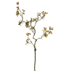 Branche de baies avec feuilles H134