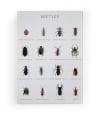 Lienzo 60x40 impresión Beetles