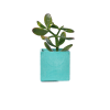 Pot en béton turquoise avec vraie plante