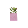 Pot en béton rose avec vraie plante