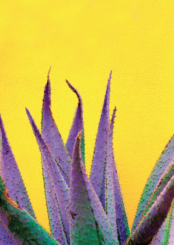 NATURE - Tableau métal cactus violet 32x45