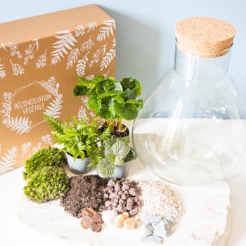 DIY - Kit pour terrarium 3 plantes coffea, fougère et fittonia vert