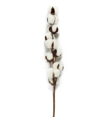 COTON - Branche sèche naturelle coton décorative 70cm