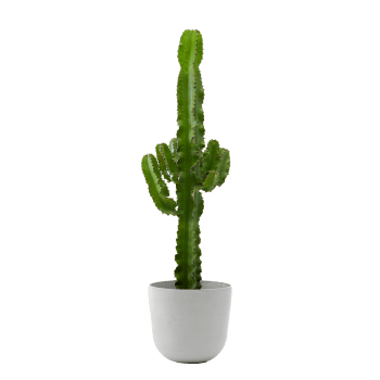 Plante d'intérieur - Cactus Euphorbe de 80 cm en pot blanc gris