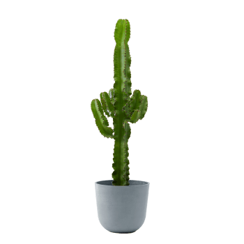 Plante d'intérieur - Cactus de 80 cm en pot bleu gris