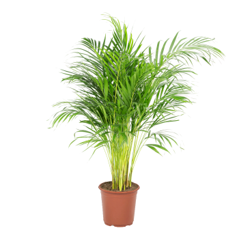 Plante d'intérieur - Palmier areca de 90 cm