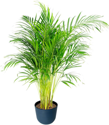 Plante d'intérieur - Palmier areca de 90 cm en pot bleu nuit