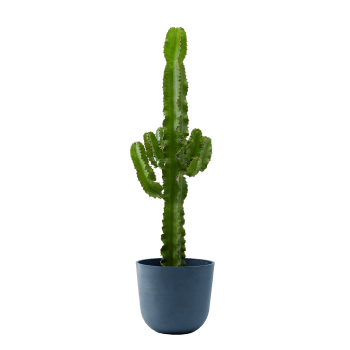 Planta de interior - Cactus catedral (Euphorbia) 80cm en maceta azul 