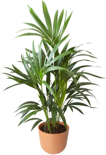 Palmier Areca XL: Plante d'Intérieur Dépolluante et Exotique – La Green  Touch