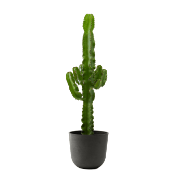 Planta de interior - Cactus catedral (Euphorbia) 80cm en maceta negra 