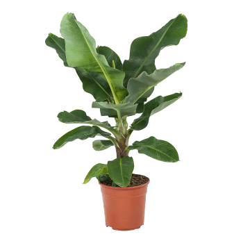 Plante d'intérieur - Bananier de 80 cm