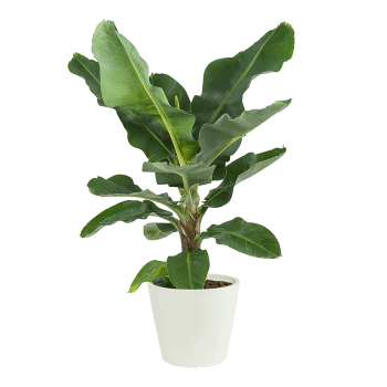 Plante d'intérieur - Bananier de 80 cm en pot blanc gris