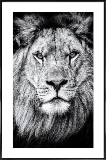 Portrait of a regal lion - Affiche dans cadre standard (noir) blanc & noir 30x45