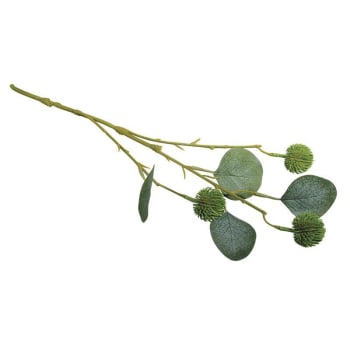 EUCALYPTUS - Branche d'eucalyptus avec fruits