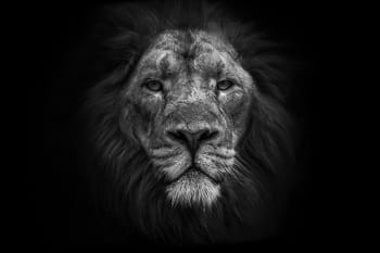CE LION N'EST PAS UN TROPHEE - Photographie d'art de Guillaume Mordacq  60x90 cm sur plexi