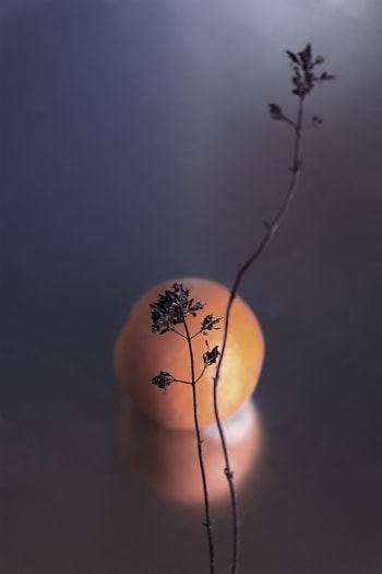 SOLEIL - Photographie d'art de Zoé Pignolet 40x60 cm sur plexi