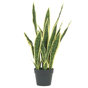 Aspargus plante d'intérieur résistante avec cache-pot ASPARGUS PLUMOSUS