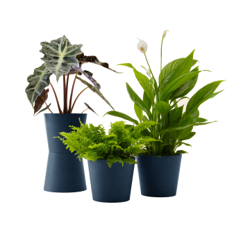 Plante - Spathiphyllum, Bananier, Nephrolepis pot bleu nuit