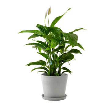 Planta de interior - Spathiphyllum 100cm en maceta blanco gris 
