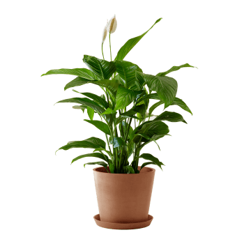 Plante d'intérieur - Spathiphyllum 100 cm en pot terra