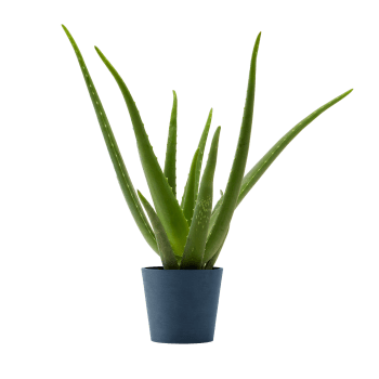 Plante d'intérieur - Aloe Vera de 25 cm en pot bleu nuit