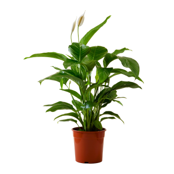 Planta de interior - Spathiphyllum