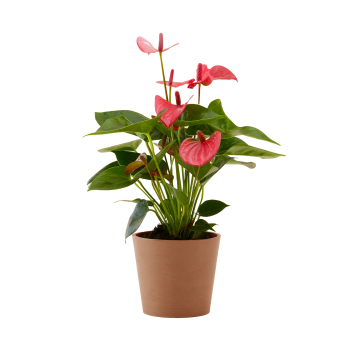Planta de interior - Anthurium roso 50cm en maceta terra
