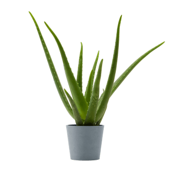 Plante d'intérieur - Aloe Vera de 25 cm en pot bleu gris