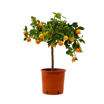 Planta de interior - Calamondina planta de naranjo miniatura