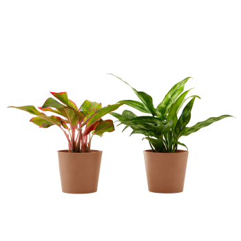 Plante d'intérieur - Duo d'aglaonema 25 cm en pot terra