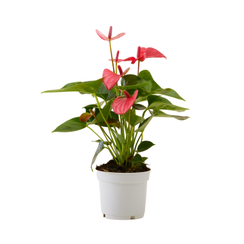 Plante d'intérieur - Anthurium pink champion