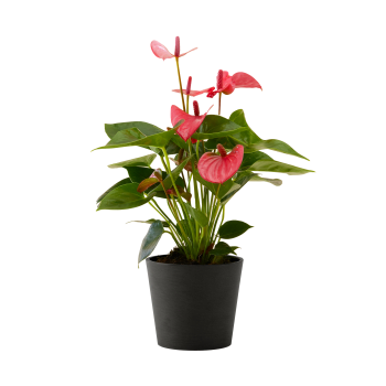 Plante d'intérieur - Anthurium rose 50 cm en pot noir