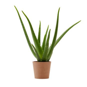 Plante d'intérieur - Aloe Vera de 25 cm en pot terra