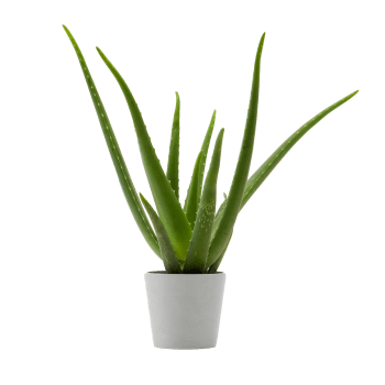 Plante d'intérieur - Aloe Vera de 25 cm en pot blanc gris