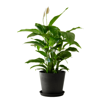 Planta de interior - Spathiphyllum 100cm en maceta negra 