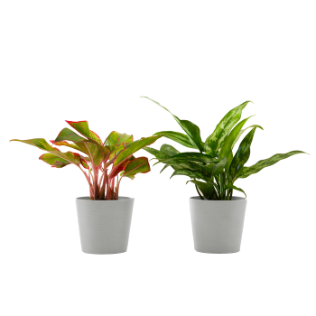 Plante d'intérieur - Duo d'aglaonema 25 cm en pot blanc gris