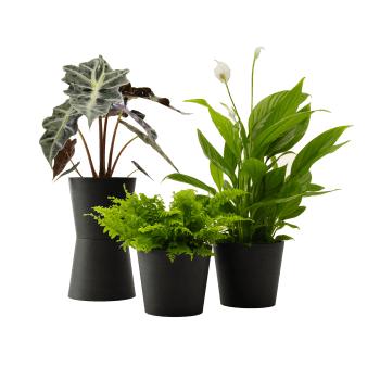 Planta - Spathiphyllum, Musa, Nephrolepis maceta negra