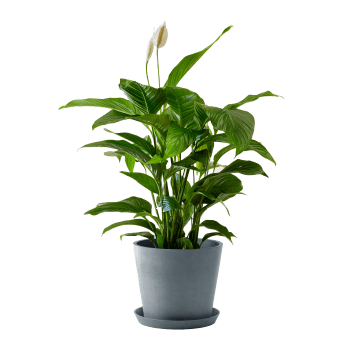 Plante d'intérieur - Spathiphyllum 100 cm en pot bleu gris