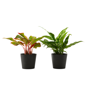 Plante d'intérieur - Duo d'aglaonema 25 cm en pot noir