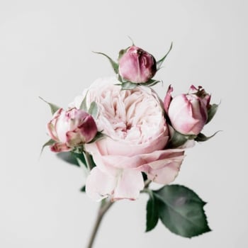 ROSES - Tableau sur toile roses 30x30cm
