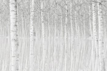 Stampa alberi di prospettiva della natura Stampa su tela 45x30cm