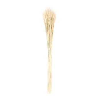 BLÉ - Gavillas de trigo seco natural - 70 cm
