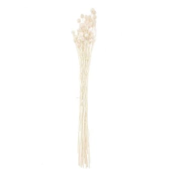 CADÈRE - Cardenilla japonesa seca natural - 70 cm