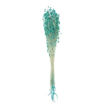 LIN - Lins séchés turquoise 70cm