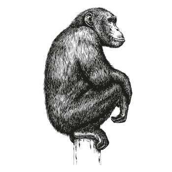 CHIMPANZE - Sticker mural chimpanzé H68,5cm