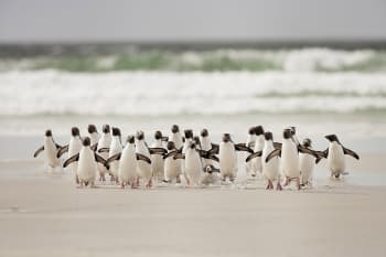 Tableau animaux pingouins imprimé sur toile 45x30cm